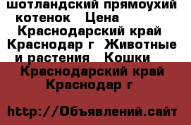 шотландский прямоухий котенок › Цена ­ 1 500 - Краснодарский край, Краснодар г. Животные и растения » Кошки   . Краснодарский край,Краснодар г.